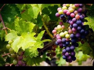 sugar-patients-eat-black-grapes