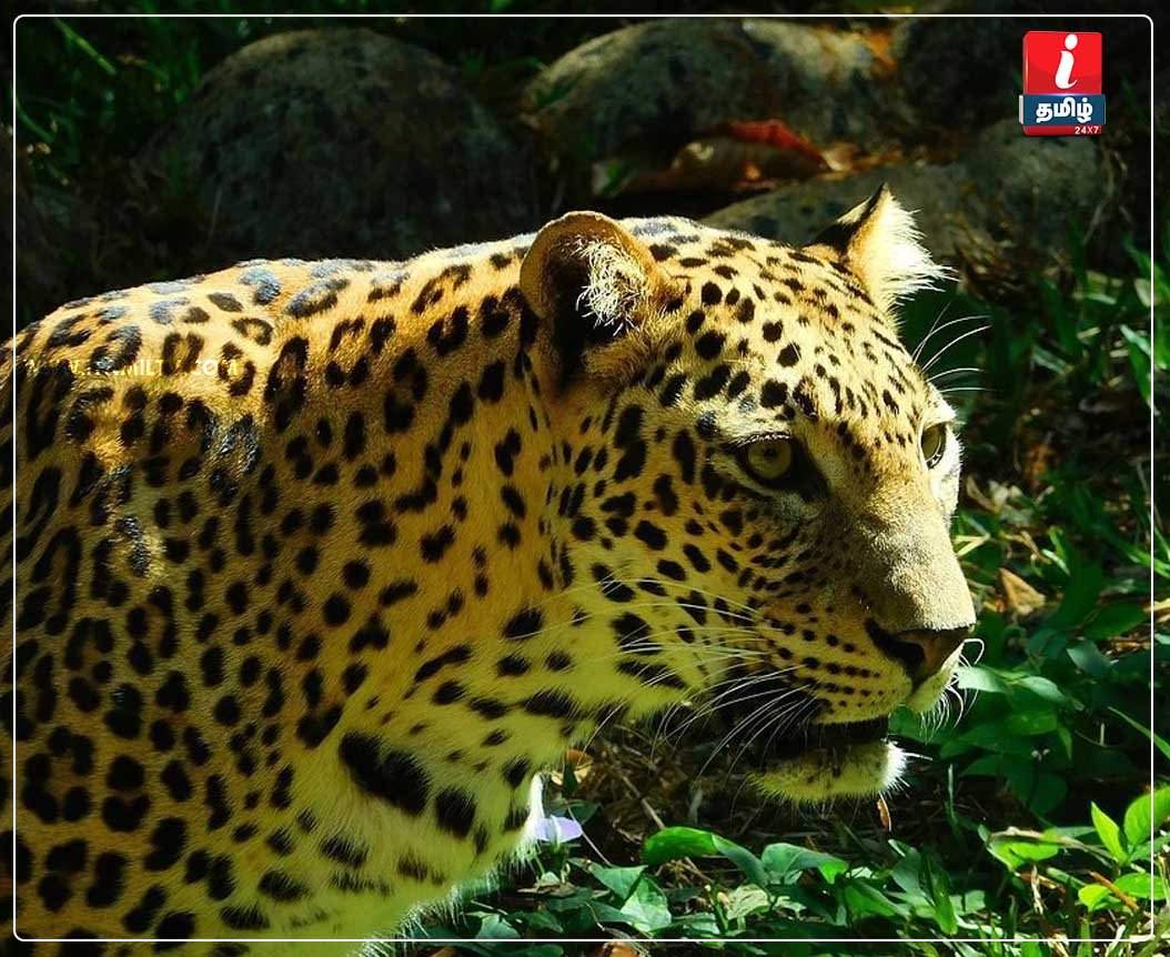 Woman-barely-survived-an-attack-by-a-leopard-in-Goregaon-area