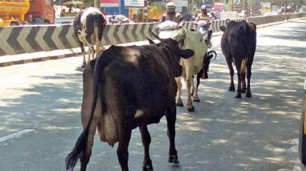 goat-and-cow-fined-rs-10000-for-roaming-the-roads