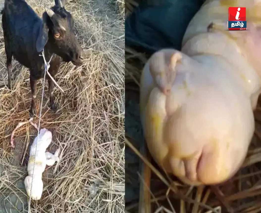 mutant-face-horror-as-goat-gives-birth-to-human