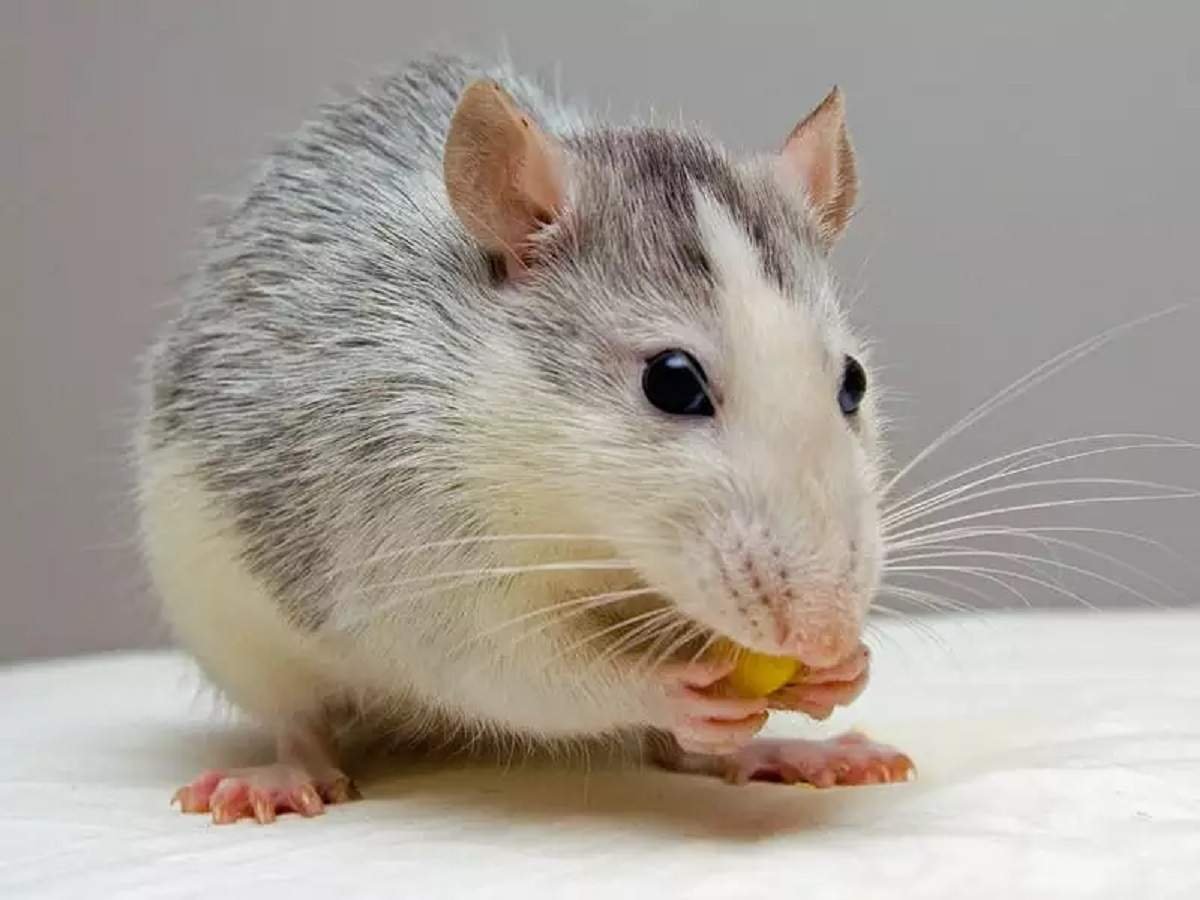 spanish-man-accidentally-chews-dead-rat